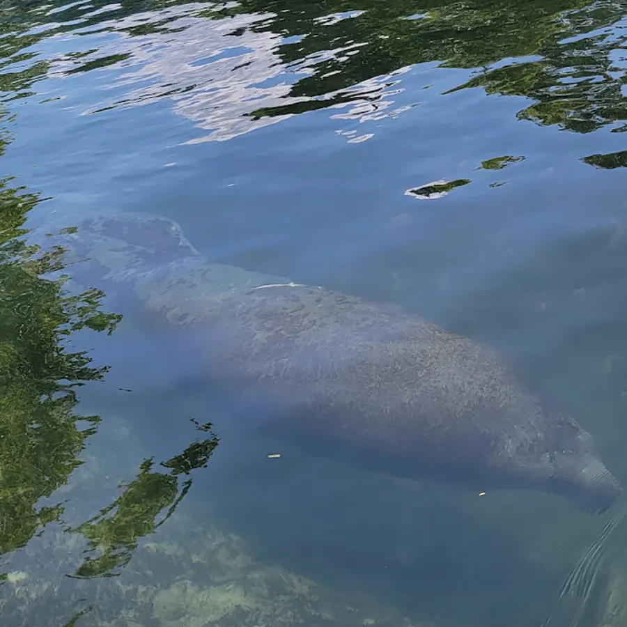 David Levering Redfish - Airboat Ride Review