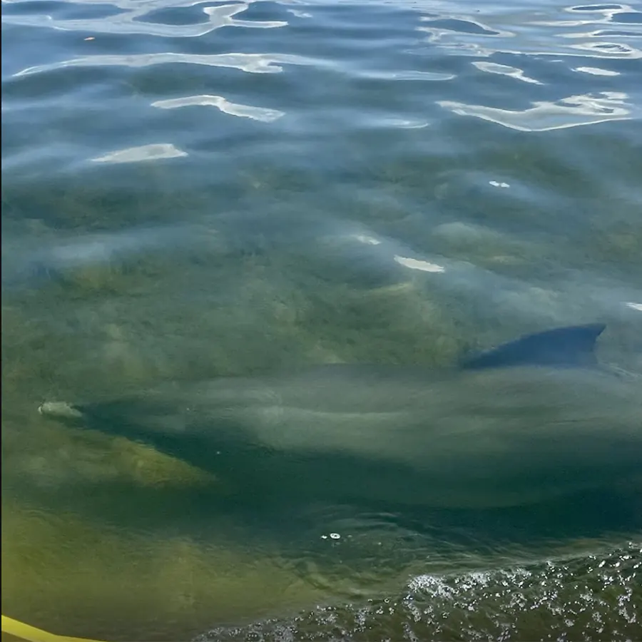 Jessica Bartel - Airboat Ride Review